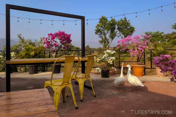 Outdoor area at glass rooms near Pawna Lake with yellow chairs, a wooden table, flowering plants, and two white ducks under string lights.